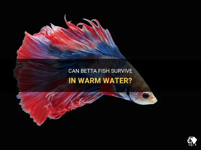 Is 80 Degrees Too Hot for a Betta Fish