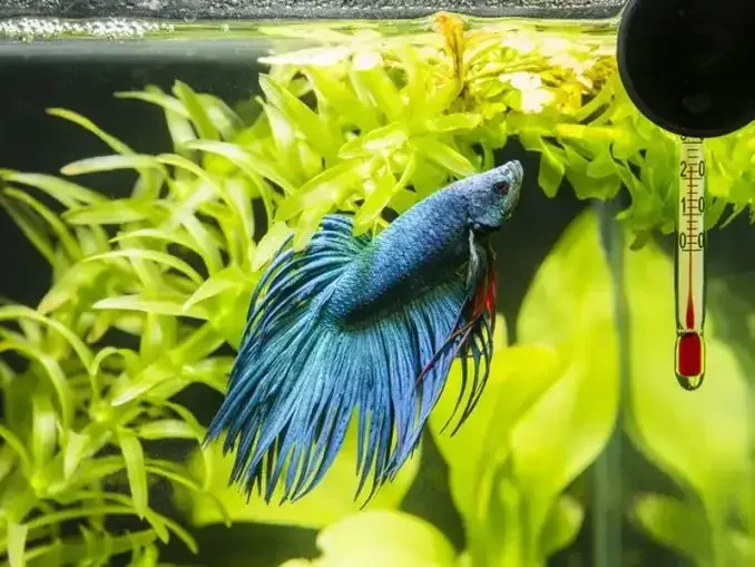Is 84 to Hot for My Betta Fish