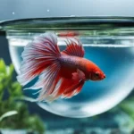How Long Does Betta Fish Water Supposted to Sit For