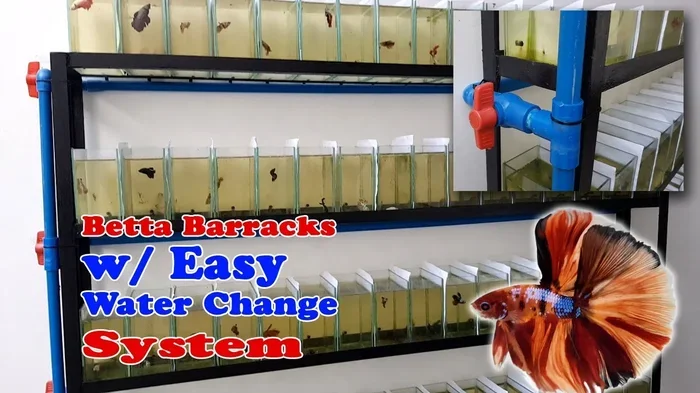 How Often Should I Change My Betta Fish Water for Health