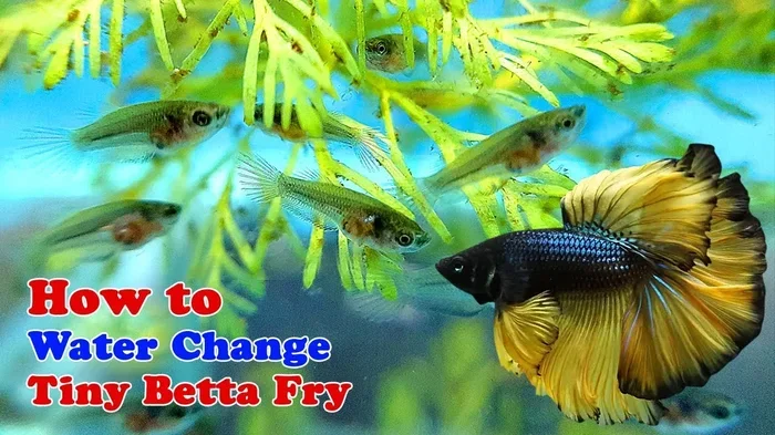 How Often Should a Betta Fish Water Be Changed