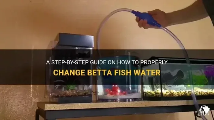 How Often Should I Change Water for Betta Fish
