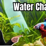 How Often Are You Supposed to Change Betta Fish Water