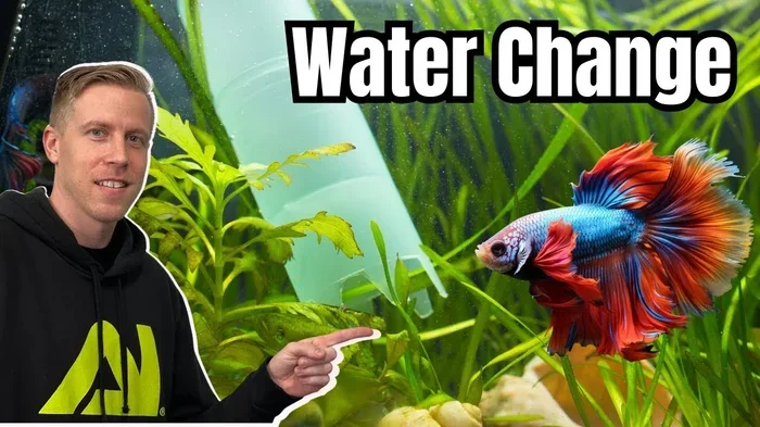 How Often Are You Supposed to Change Betta Fish Water