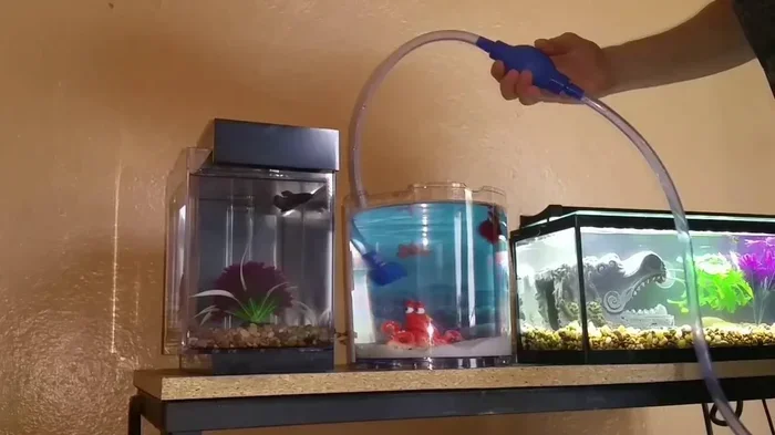 How Often Do I Change My Betta Fish Water For Best Health
