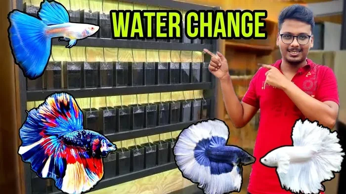 How Often Should You Change Your Betta Fish Water for Health