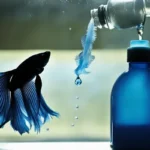How to Safely Change Betta Fish Water