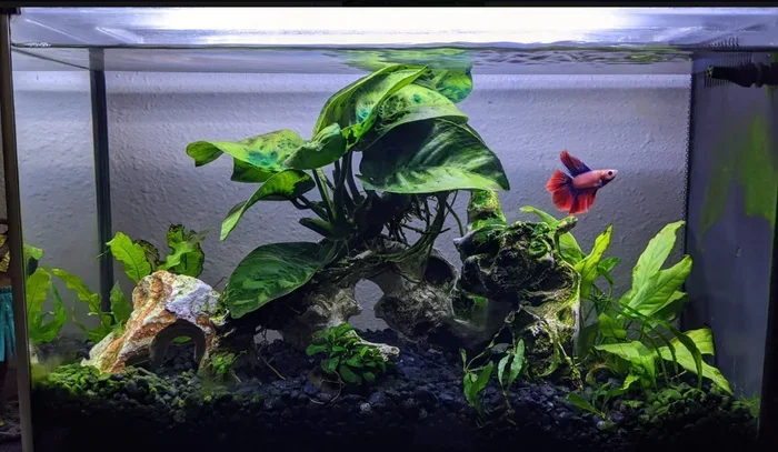 How Do You Change Your Betta Fish Water