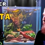 Is Water Lily Good for Betta Fish