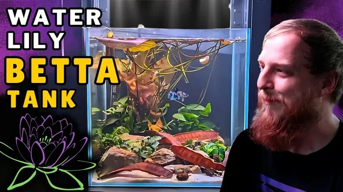Is Water Lily Good for Betta Fish