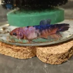 How to Treat Betta Fish That Has White Wool