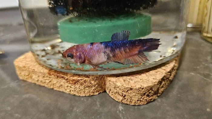 How to Treat Betta Fish That Has White Wool