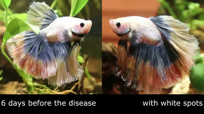 How to Tell If Your Betta Fish Has Parasites