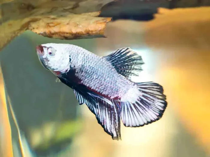 How to Treat Ich Betta Fish