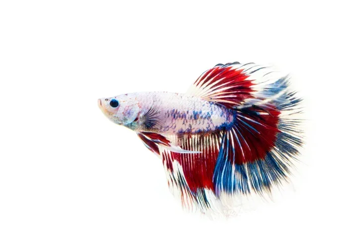 How to Treat Ich on a Male Betta Fish