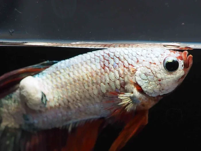 How to Treat Ick Betta Fish