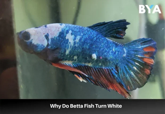 How to Treat White Spot Disease in Betta Fish