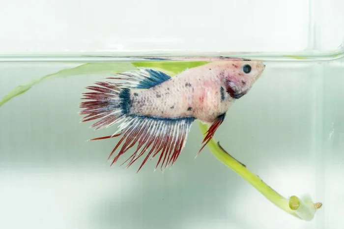 How to Treat Dropsy on Betta Fish