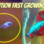 How Many Babies Do Betta Fish Have at Once