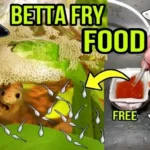 How Many Babies Do Betta Fish Usually Have