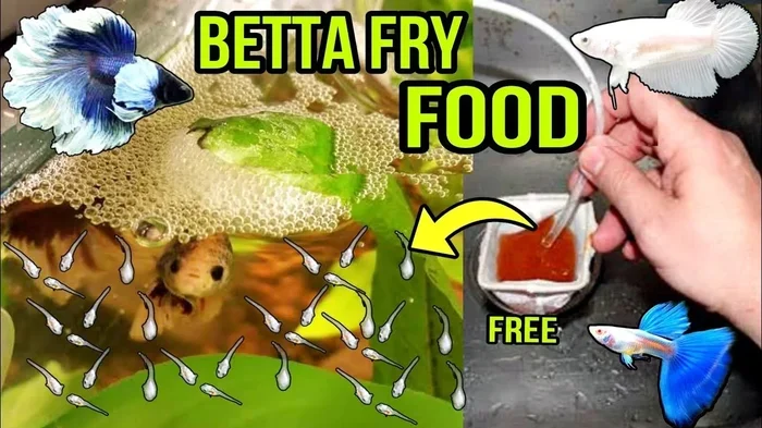 How Many Babies Do Betta Fish Usually Have