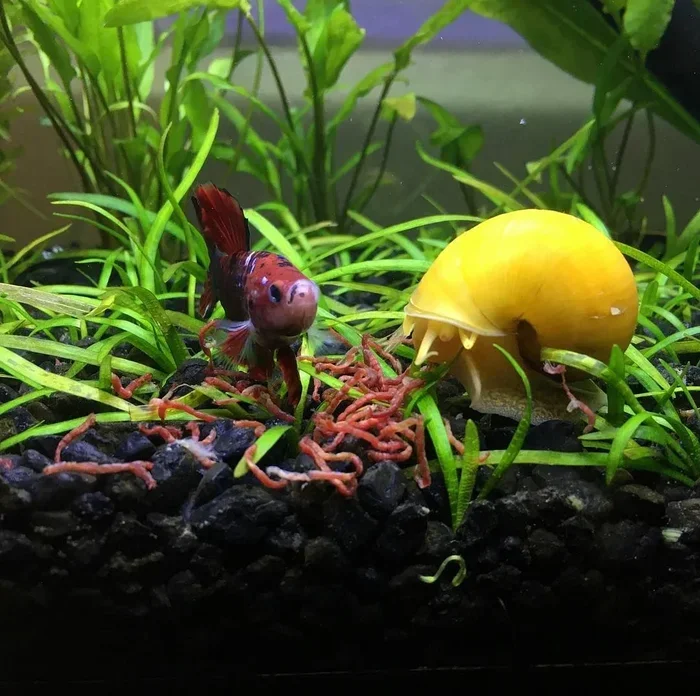Are Snails Good for Betta Fish