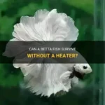 Can a Betta Fish Survive Without a Heater