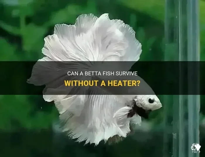 Can a Betta Fish Survive Without a Heater