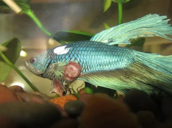 How to Treat Betta Fish Wounds