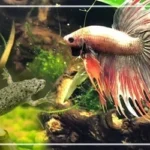 Can a Frog Live with a Betta Fish