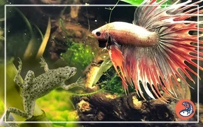 Can a Frog Live with a Betta Fish