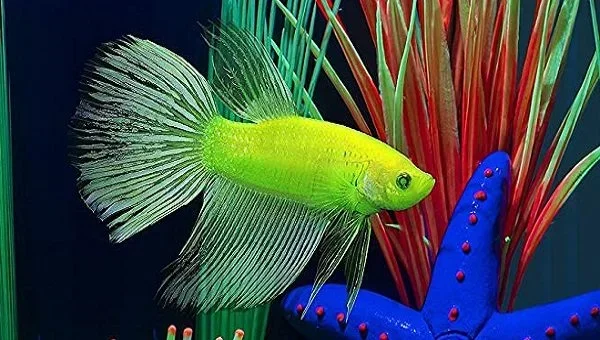 Do Betta Fish Get Along with Glofish