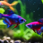 Should I Get Betta Fish or Neo Tetra Fish