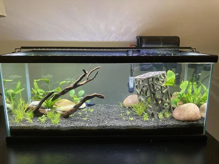 Can You Put a Sucker Fish With a Betta Fish in One Tank