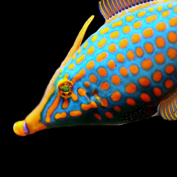 bettafishinfo