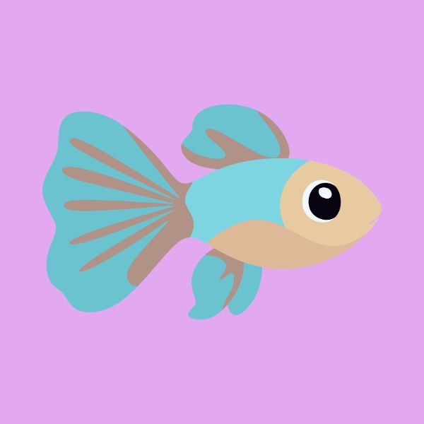 bettafishinfo