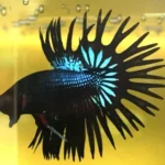 How to Care for a Black Orchid Male Betta Fish