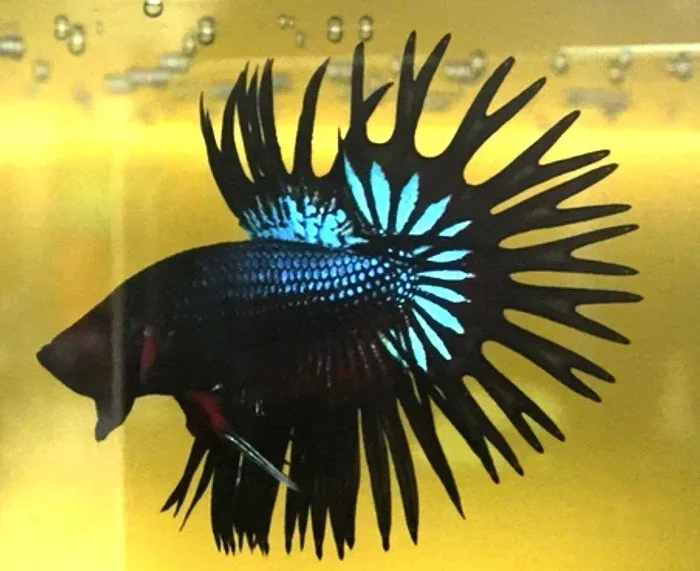 How to Care for a Black Orchid Male Betta Fish