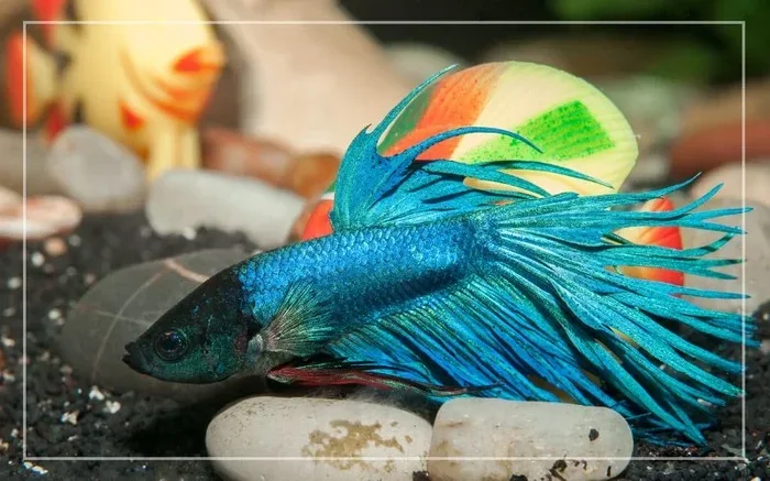 How Can You Tell If a Betta Fish Is Blind