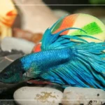 How to Care for a Blind Betta Fish