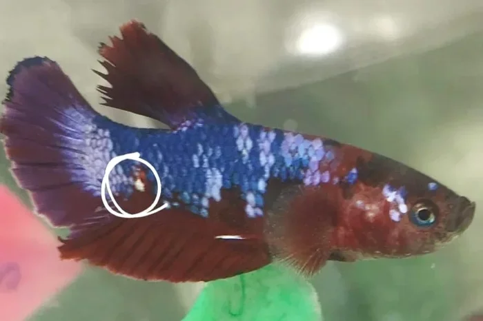 How to Tell If My Betta Fish Is Bloated