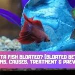 Is My Betta Fish's Belly Bloated