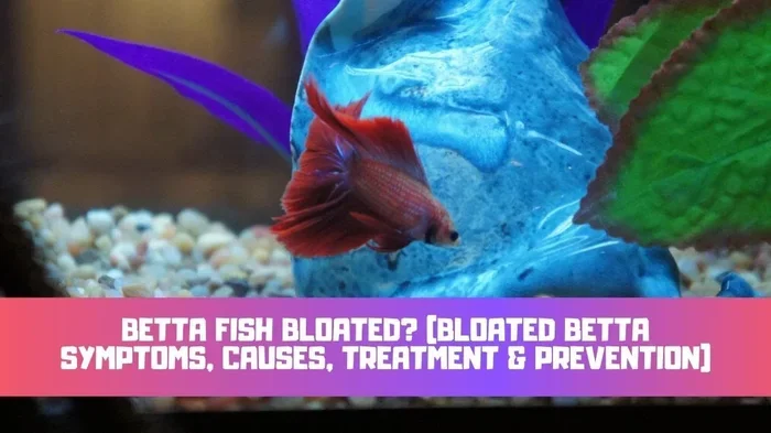 Is My Betta Fish's Belly Bloated