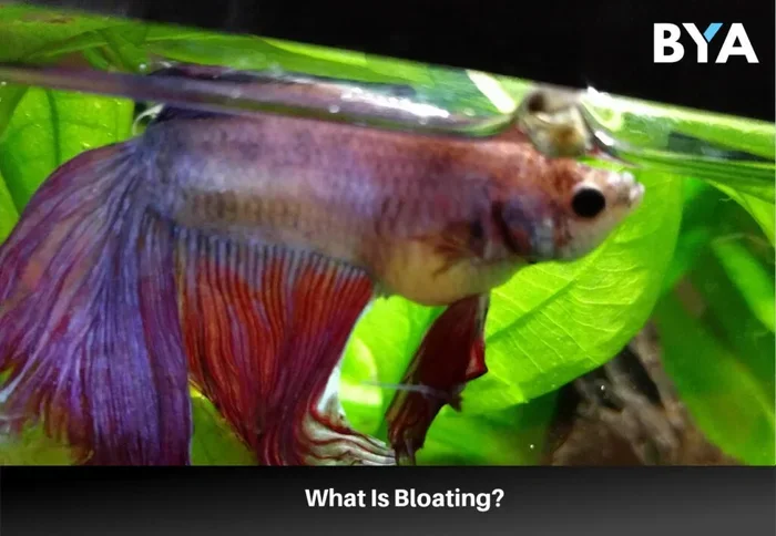 How to Cure Bloated Betta Fish