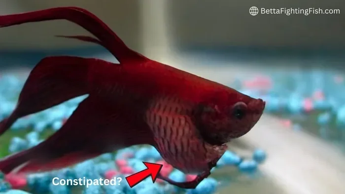 How to Tell If Your Betta Fish Is Bloated