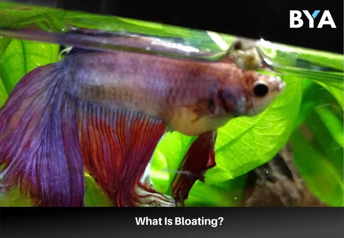 What Causes Bloat in Betta Fish