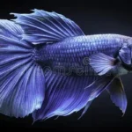 A Blue Betta Fish