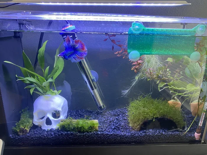 How to Tell If Betta Fish Is Bored