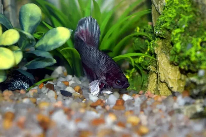 How Do You Know When Your Betta Fish Os Bored
