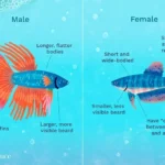 Is My Betta Fish a Boy or Girl
